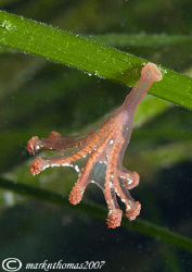   Aliens Foot.Stalked jellyfish Little Killary Connemara.60mm. Foot. Foot Connemara. Connemara 60mm. 60mm  